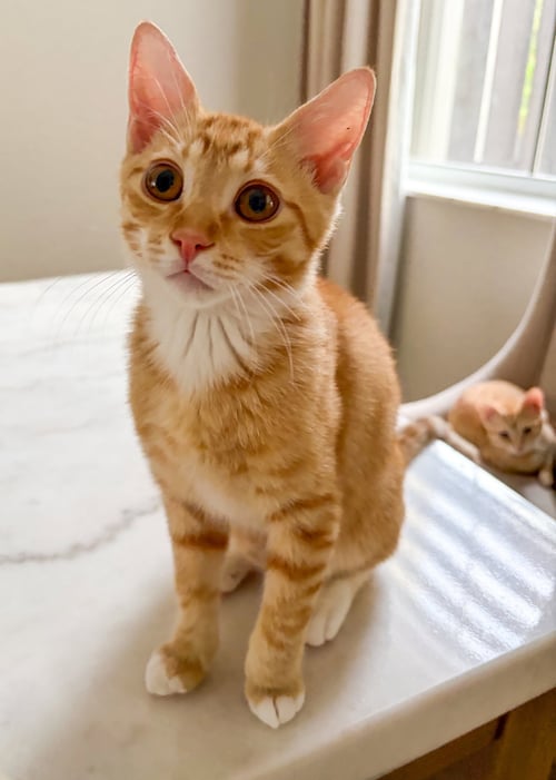 FRED WEASLEY - Domestic Short Hair / Tabby for adoption in Fort Lauderdale