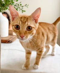 Fred Weasley - Photo 4