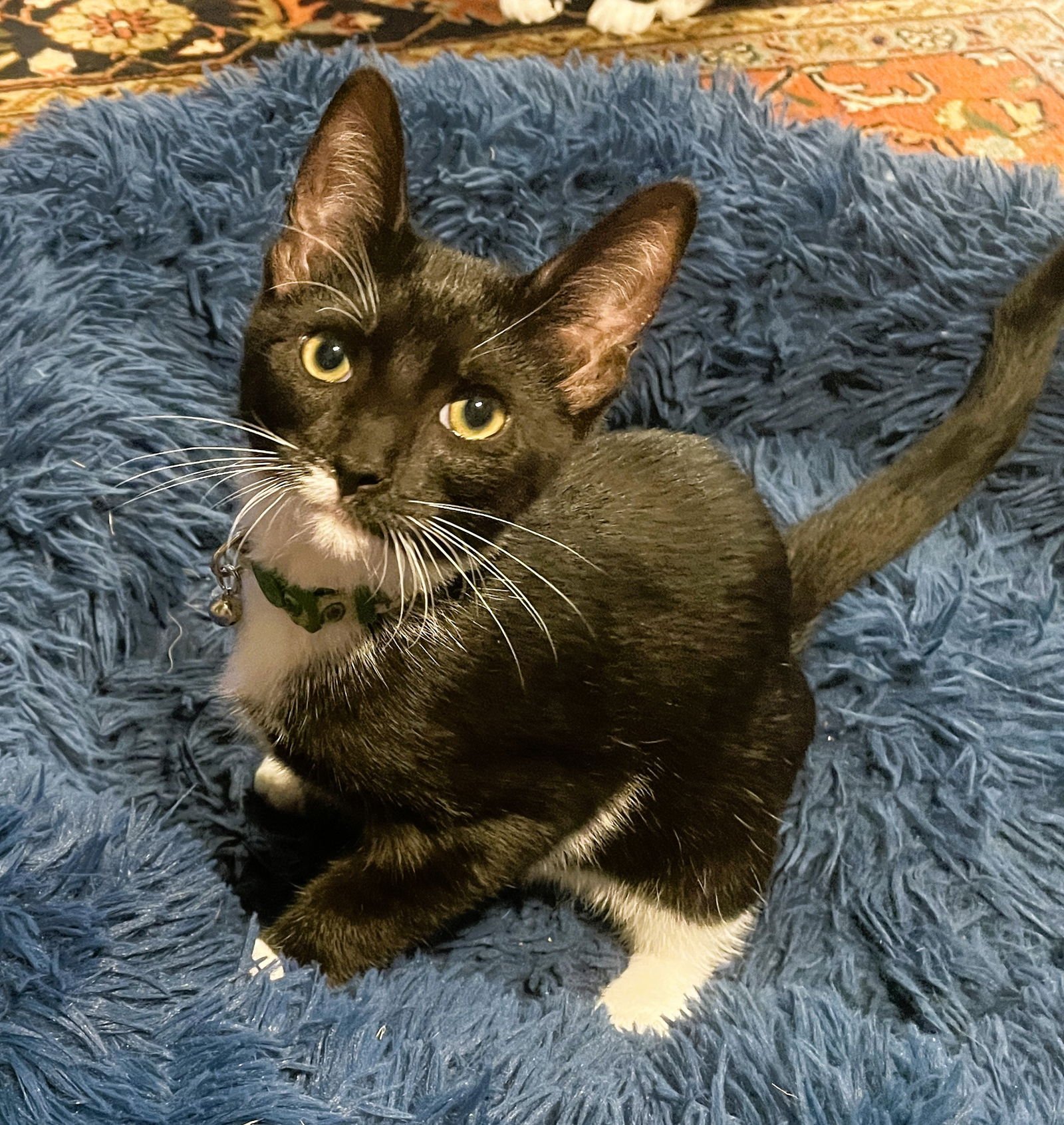 RAYLAN - Domestic Short Hair / Tuxedo available for adoption