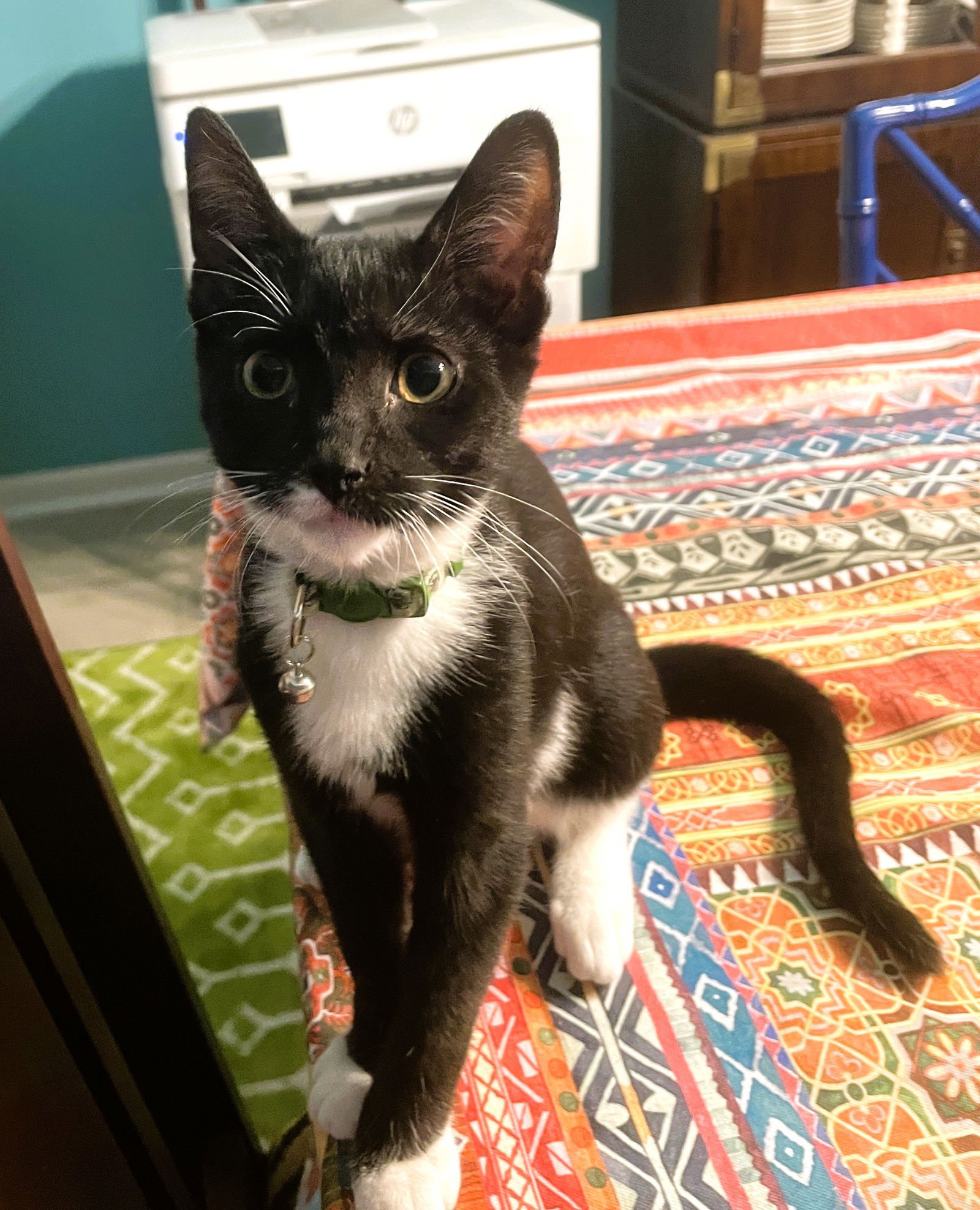 RAYLAN - Domestic Short Hair / Tuxedo available for adoption