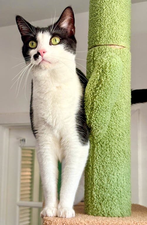 DE NIRO - Domestic Short Hair available for adoption