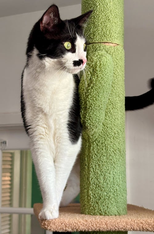 DE NIRO - Domestic Short Hair available for adoption
