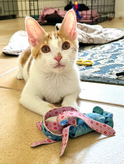 SPENCER - Domestic Short Hair available for adoption