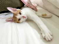 Spencer - Photo 4