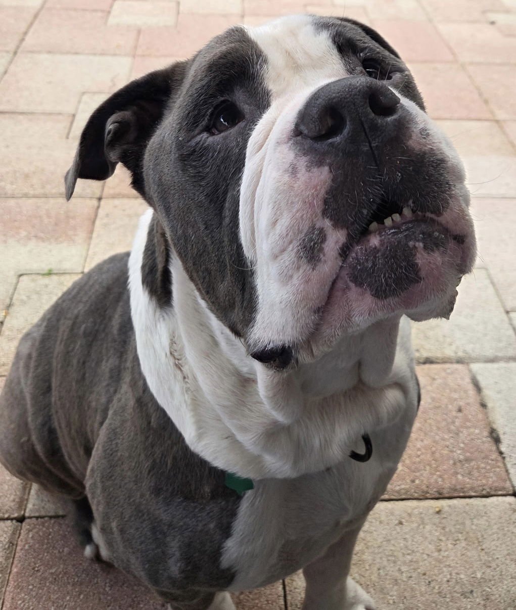 NUNU - English Bulldog available for adoption