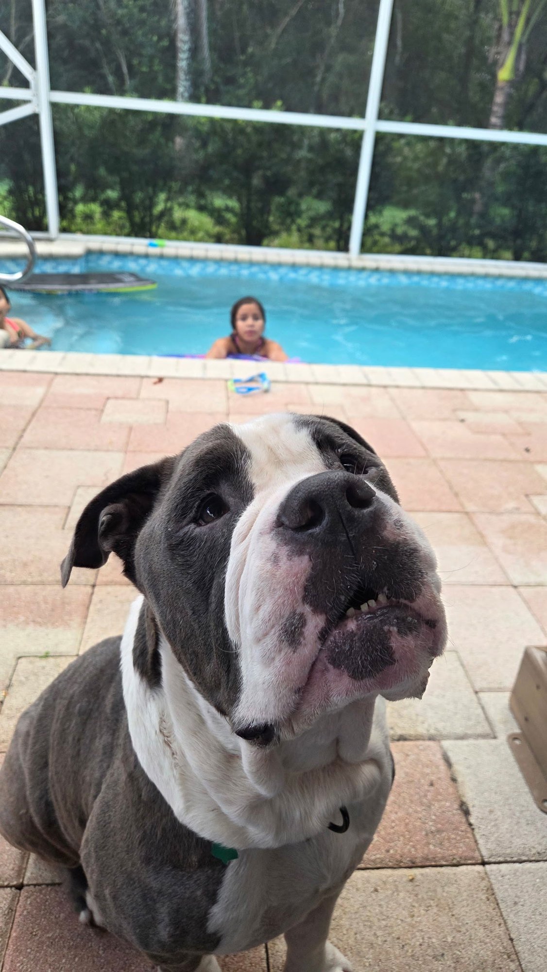NUNU - English Bulldog available for adoption