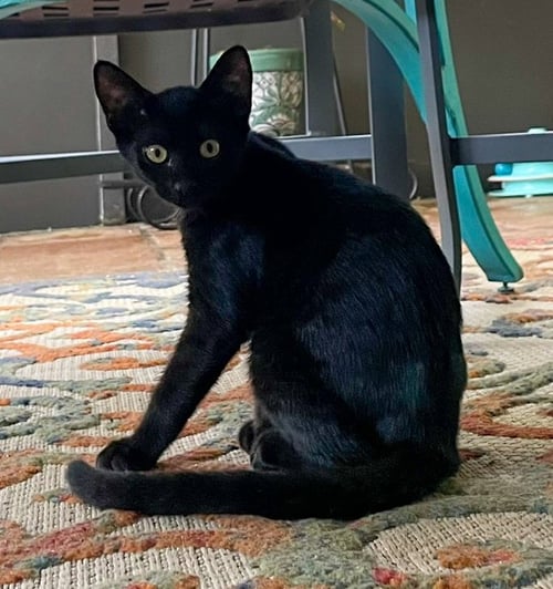 GNOCCHI - Domestic Short Hair available for adoption
