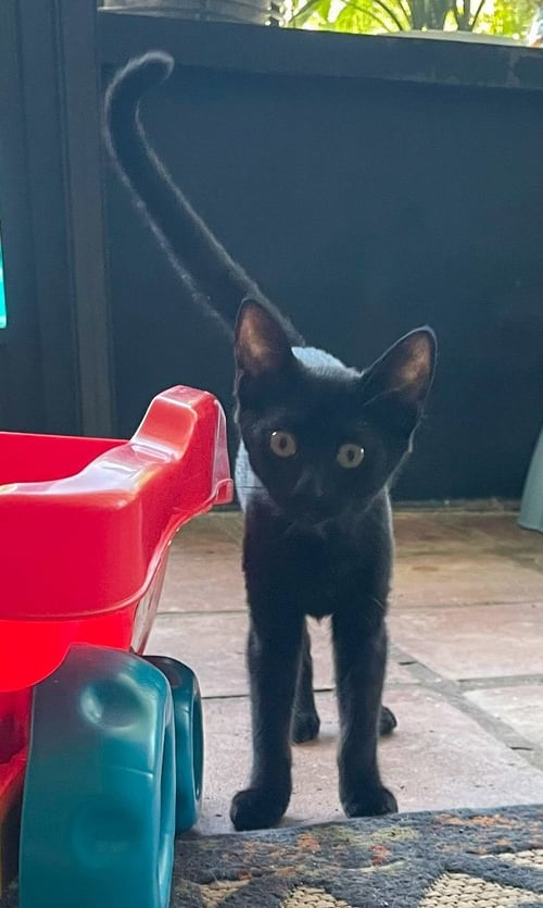 GNOCCHI - Domestic Short Hair available for adoption