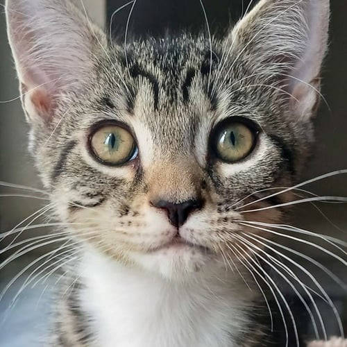 HORTON - Domestic Short Hair / Tabby for adoption in Fort Lauderdale