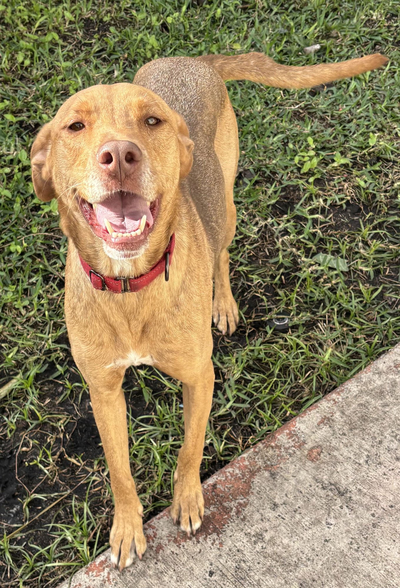 ANNABEL - Vizsla for adoption in Boca Raton