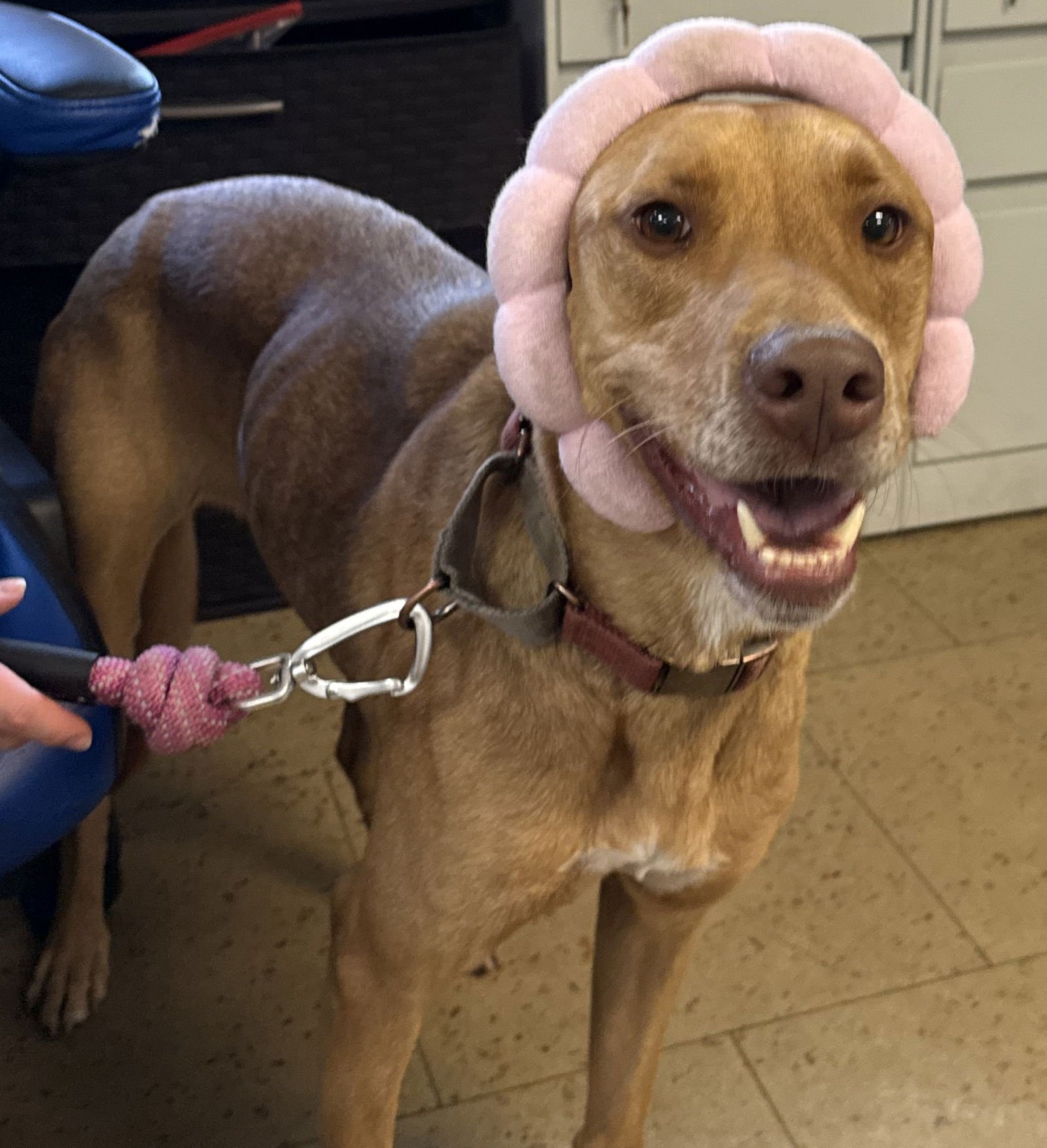 ANNABEL - Vizsla available for adoption