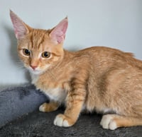 Arya - Photo 3