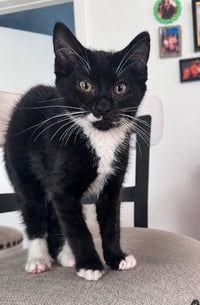 Sir Whiskers - Photo 3