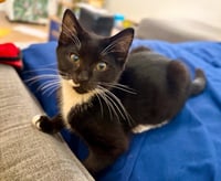 Sir Whiskers - Photo 4