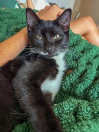 Sir Whiskers - Photo 1