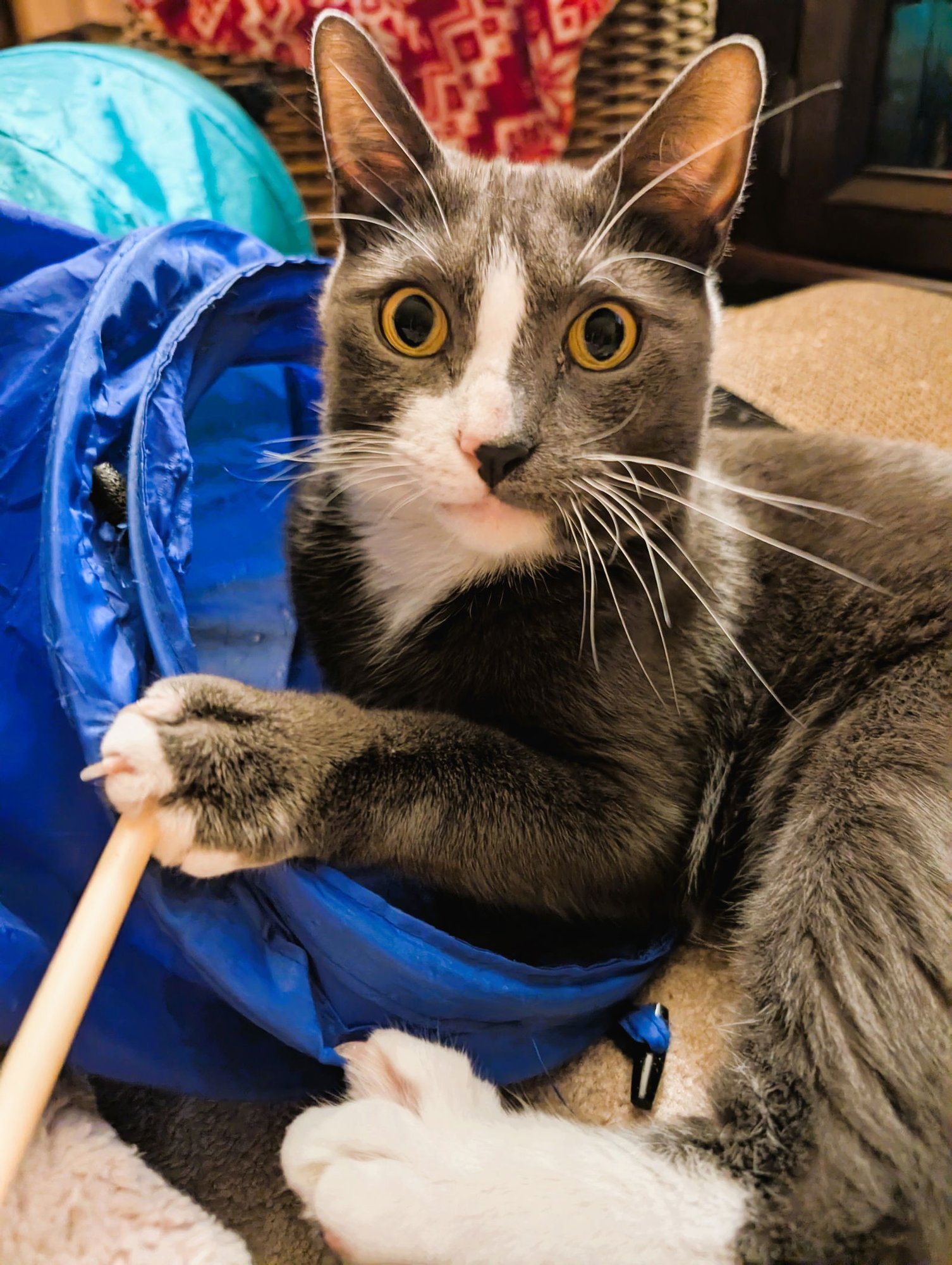 NEMO - Domestic Short Hair available for adoption