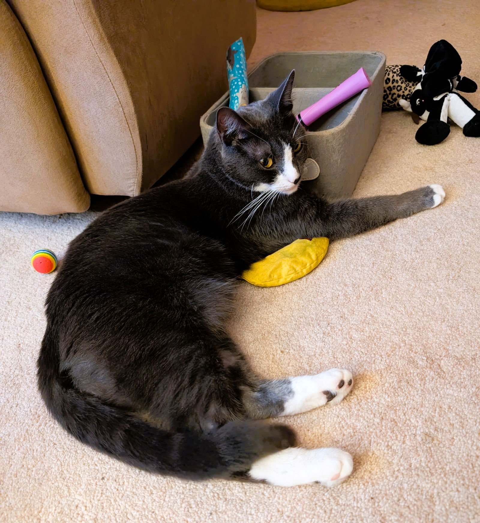 NEMO - Domestic Short Hair available for adoption