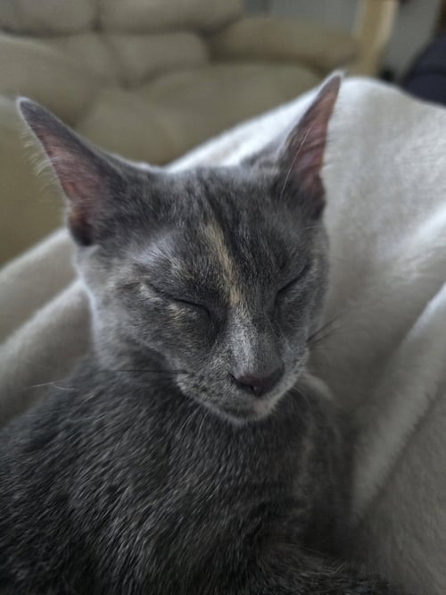 MUSHROOM - Domestic Short Hair available for adoption