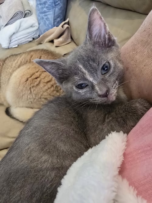 MUSHROOM - Domestic Short Hair available for adoption