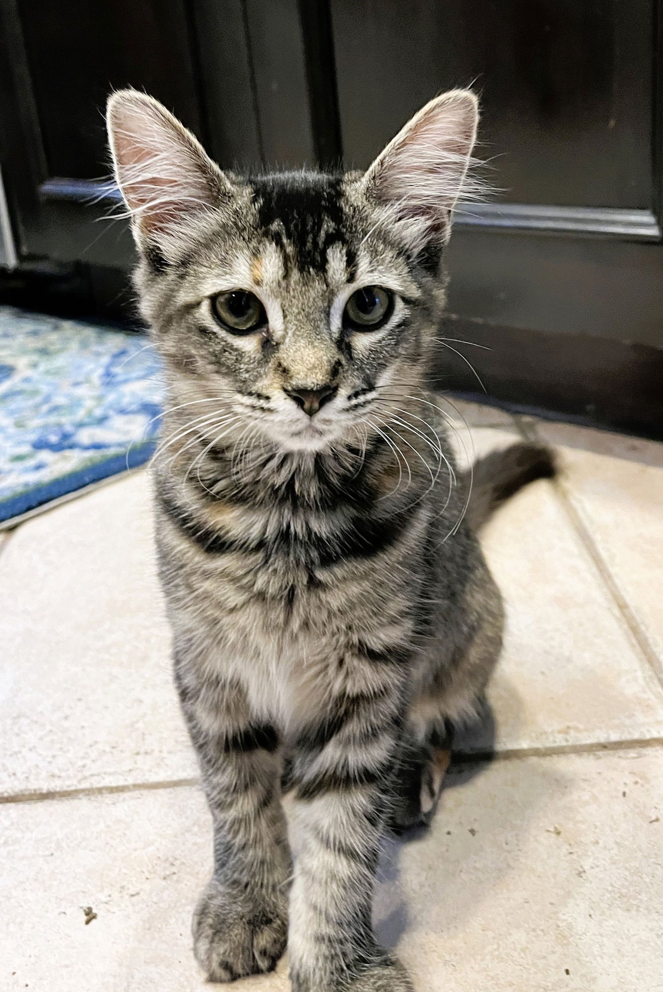 AVA - Domestic Medium Hair / Tabby available for adoption