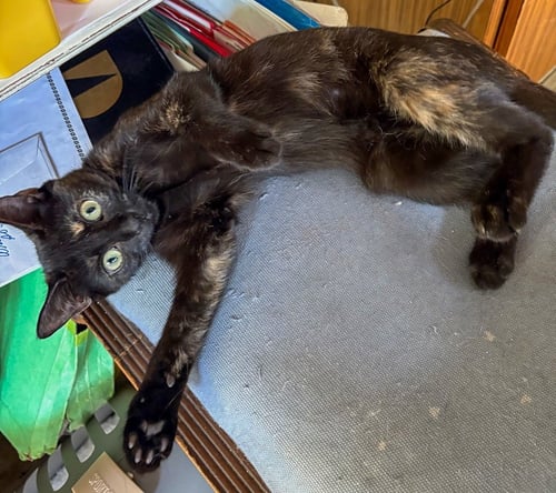 TURTLE - Tortoiseshell available for adoption