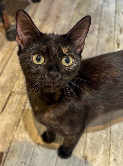 TURTLE - Tortoiseshell available for adoption