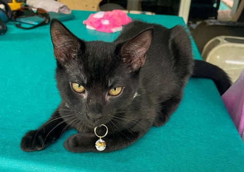 DEWEY - Domestic Short Hair for adoption in West Palm Beach