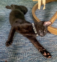 Dewey - Photo 2