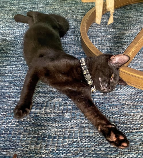 DEWEY - Domestic Short Hair available for adoption