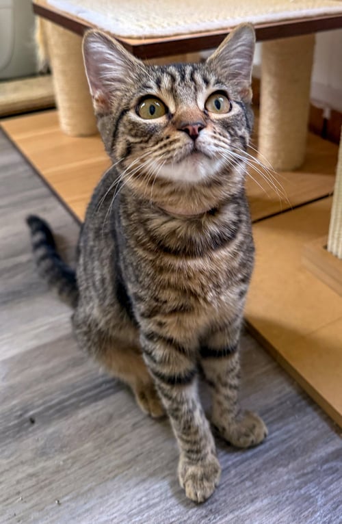 CHARLOTTE - Domestic Short Hair / Tabby available for adoption