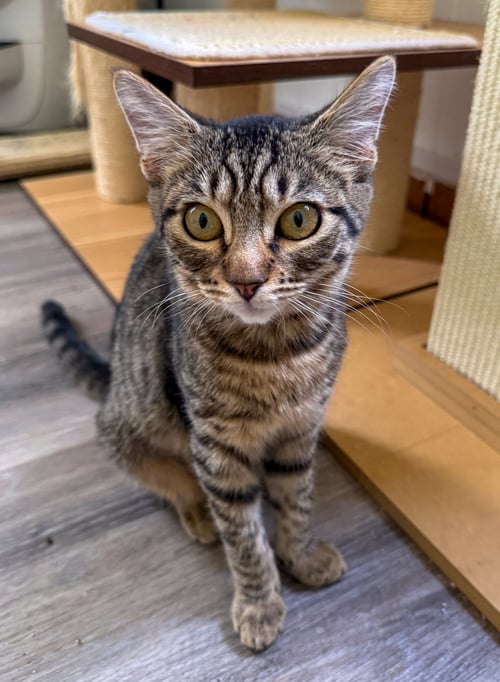 CHARLOTTE - Domestic Short Hair / Tabby for adoption in Deerfield Beach