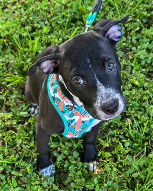 BALLERINA - American Pit Bull Terrier / American Bulldog for adoption in Boca Raton