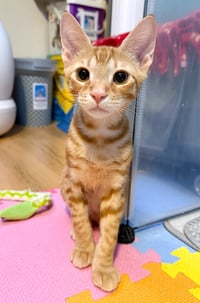 Flareon - Photo 3