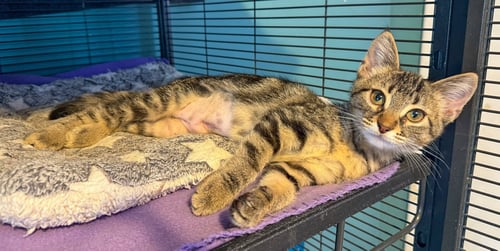 KENZIE - Domestic Short Hair / Tabby available for adoption