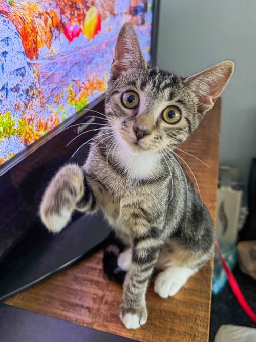 ALICENT - Domestic Short Hair / Tabby available for adoption