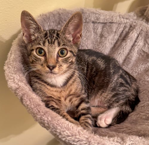ALICENT - Domestic Short Hair / Tabby for adoption in Boca Raton