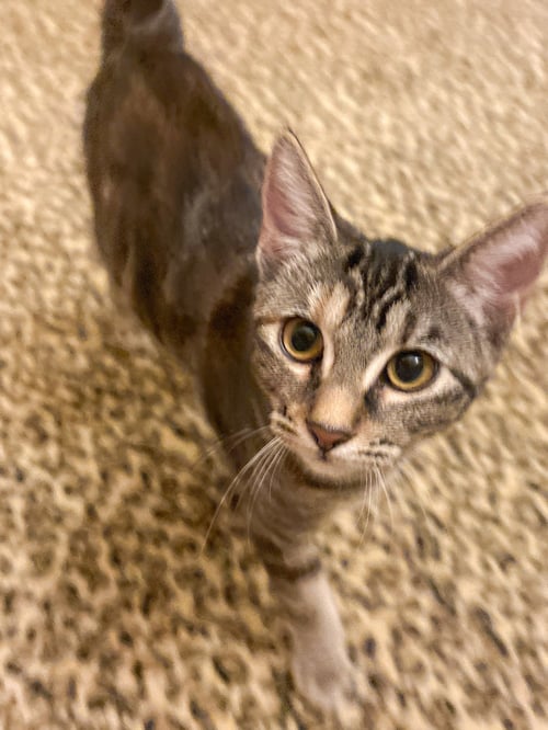 SILKI - Tabby / Domestic Short Hair available for adoption