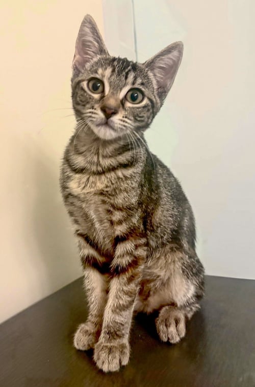 SILKI - Tabby / Domestic Short Hair available for adoption