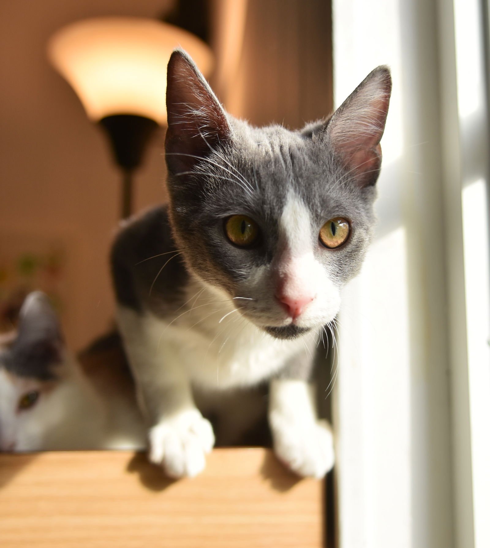 DASHER - Domestic Short Hair available for adoption