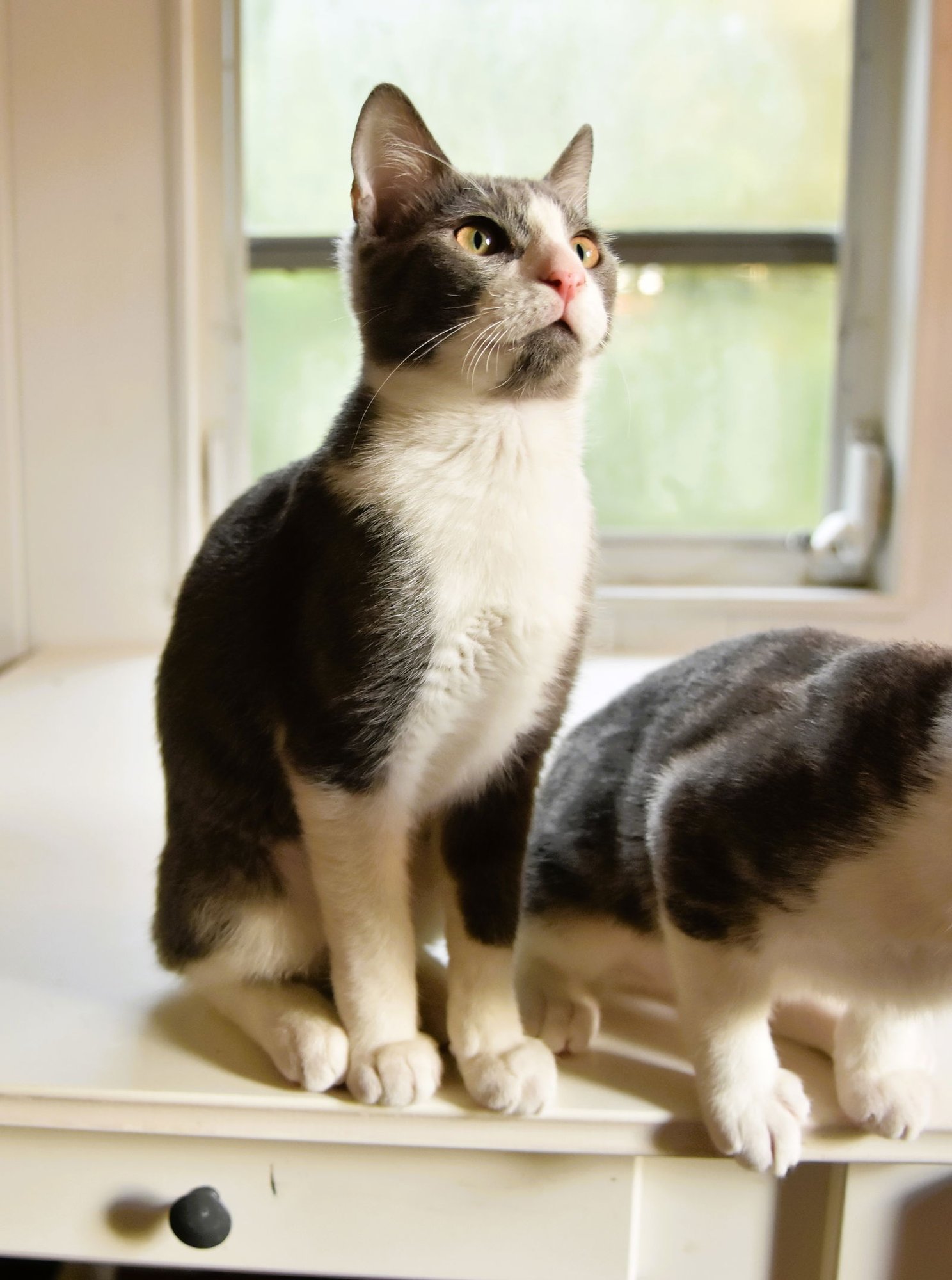 DASHER - Domestic Short Hair available for adoption