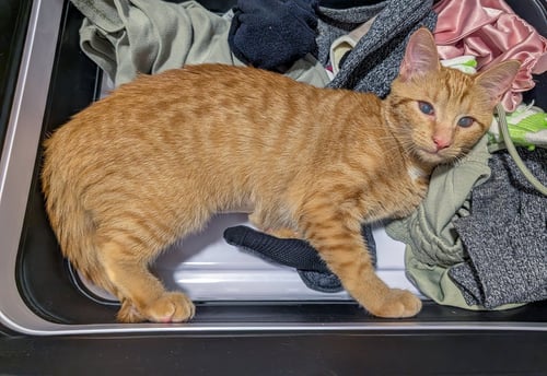 LUCILLE - Domestic Short Hair / Tabby available for adoption