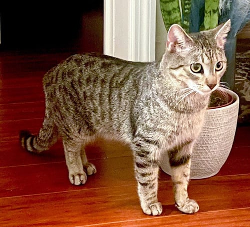 TIMMY - Tabby / Domestic Short Hair available for adoption