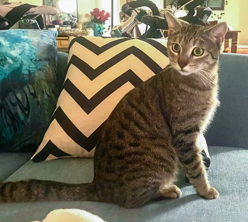 TIMMY - Tabby / Domestic Short Hair available for adoption
