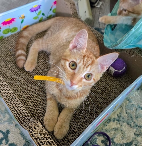 SANSA - Domestic Short Hair / Tabby available for adoption