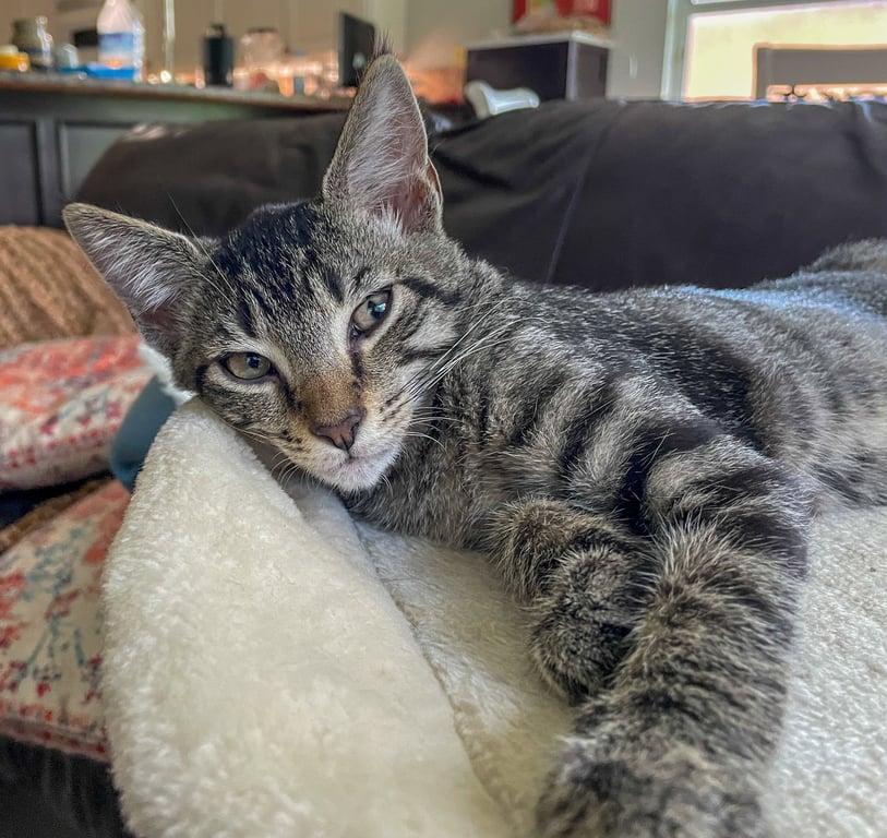 Louie Image