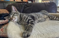 Louie - Photo 2