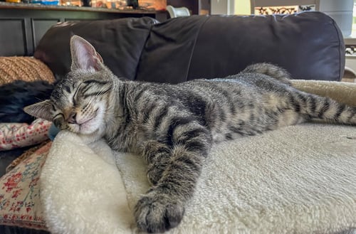 LOUIE - Domestic Short Hair / Tabby available for adoption