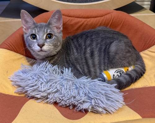 CALEB - Domestic Short Hair / Tabby available for adoption