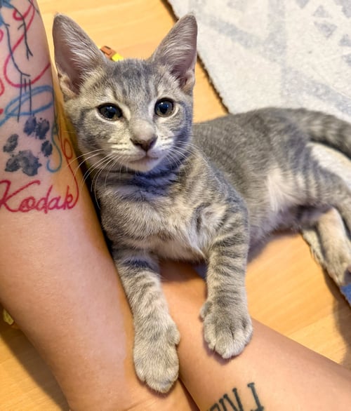 CALEB - Domestic Short Hair / Tabby available for adoption