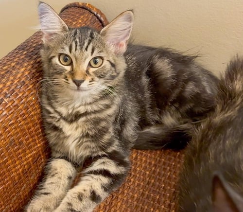 SHIRLI - Tabby / Domestic Long Hair available for adoption